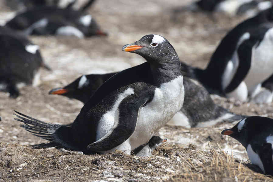 Pingüino Papua o Gentoo - islas Falkland o Malvinas 16.jpg